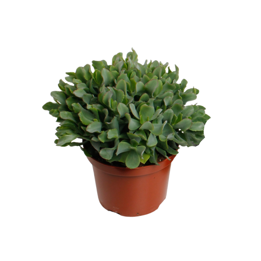 Crassula Arborensis Cristaat - Ø17cm - ↕30cm bei Pflanzfix24