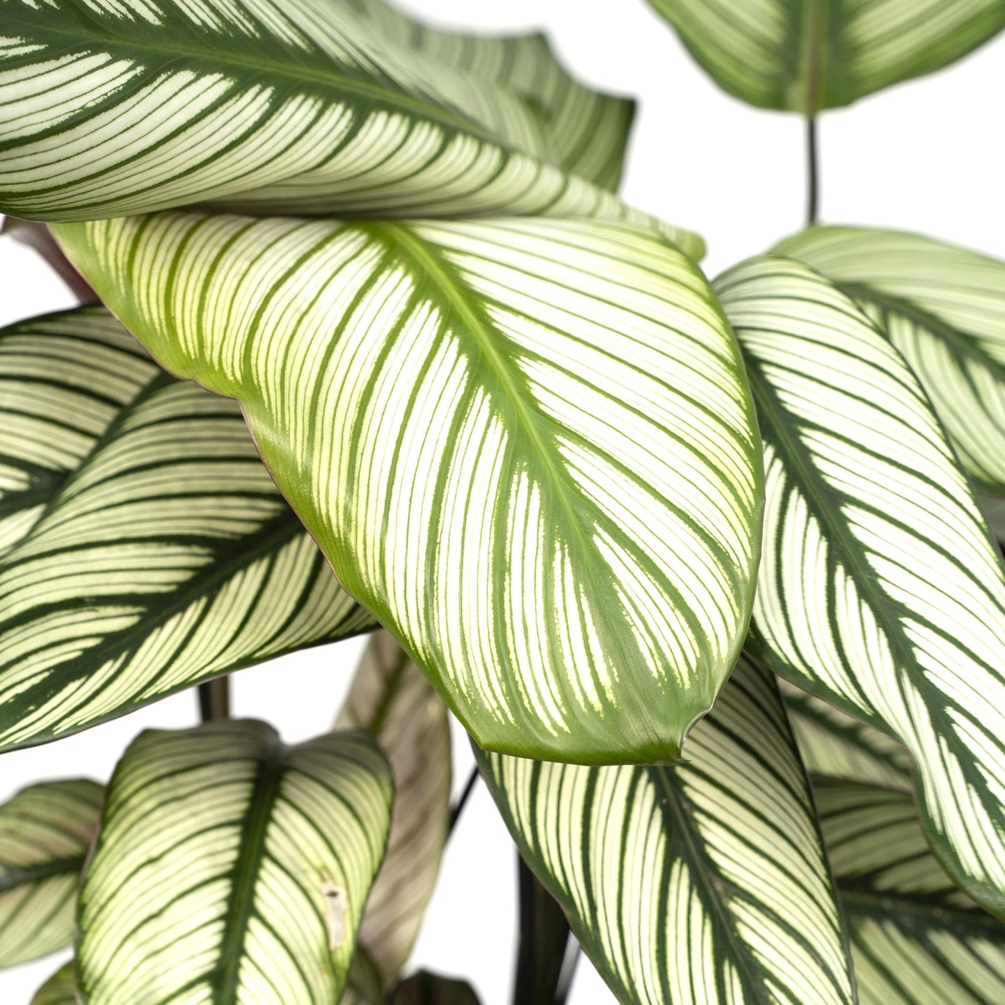 Calathea Whitestar - pflanzfix24