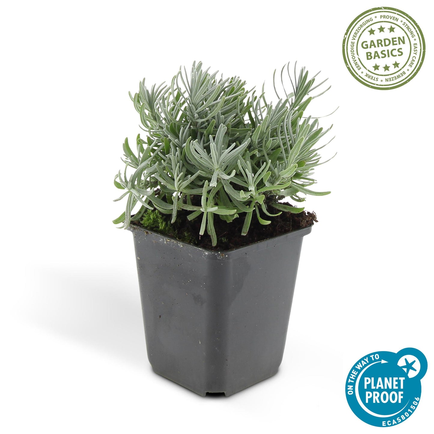 12x Lavandula 'Hidcote' – Blühender Lavendel | Pflanzfix24.de - Pflanzfix24.de
