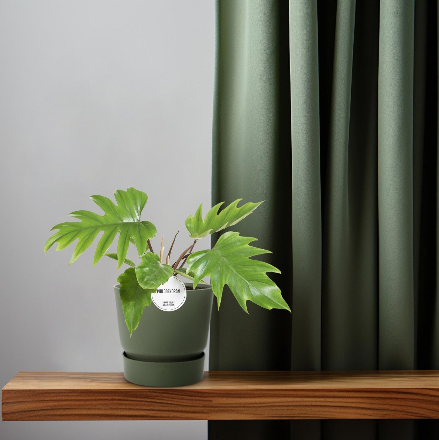 Philodendron Mayoi 15cm – tropische Zimmerpflanze | Pflanzfix24