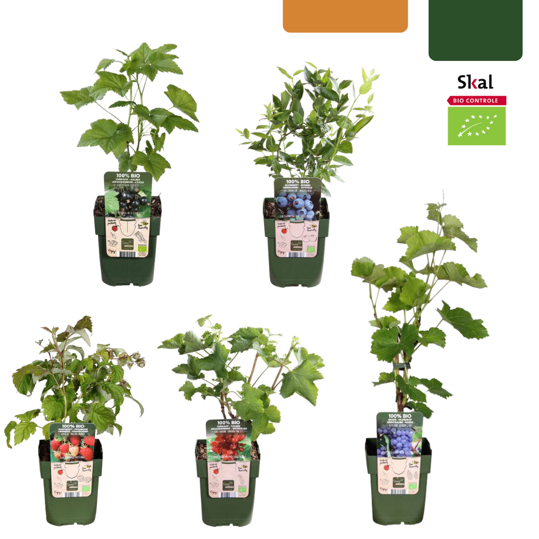 BIO Obstpflanzen-Set 5er Mix „Früchte-Oase“ – Pflanzfix24.de - Pflanzfix24.de