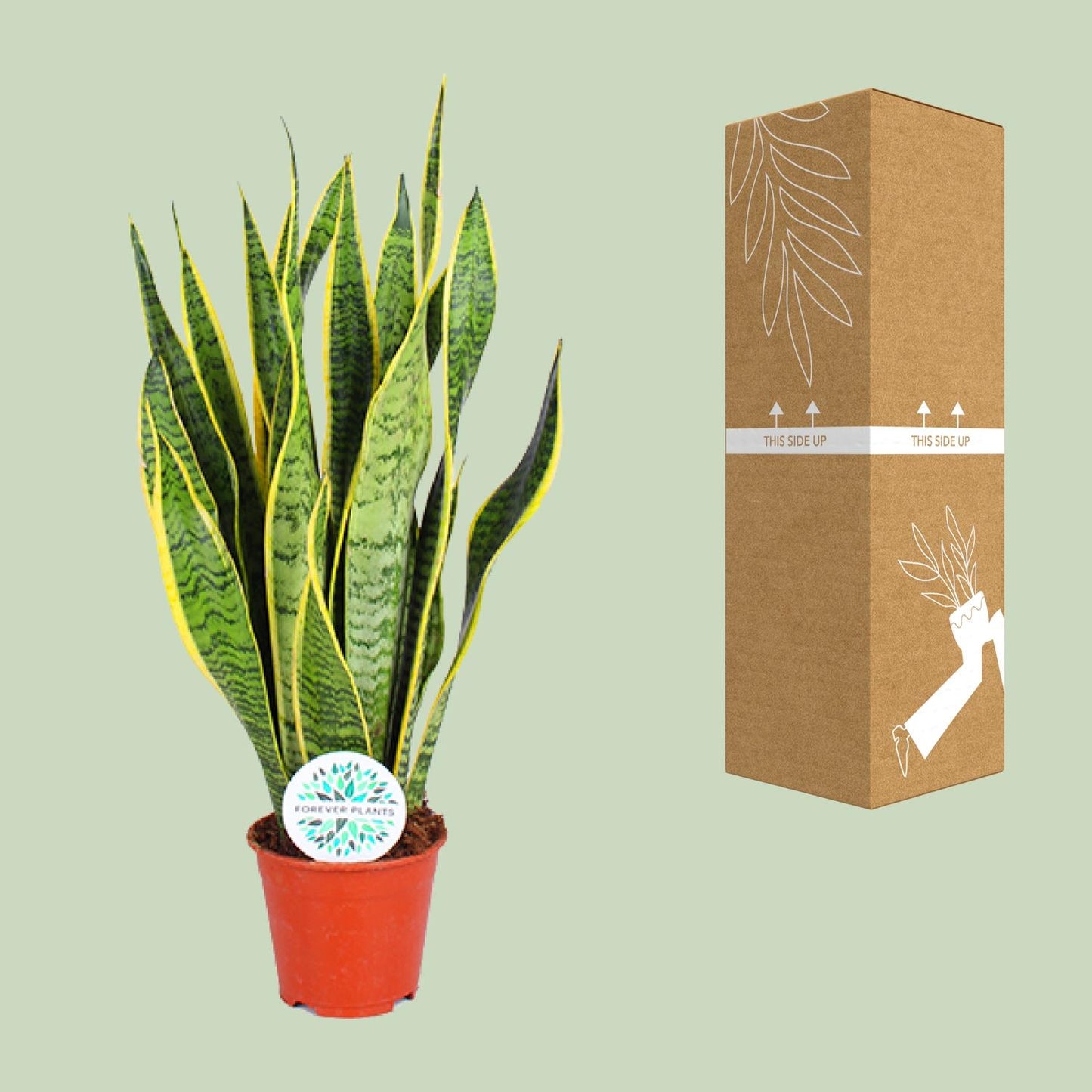 Sansevieria Trifasciata Laurentii Ø14cm | Pflegeleichte Zimmerpflanze – Pflanzfix24