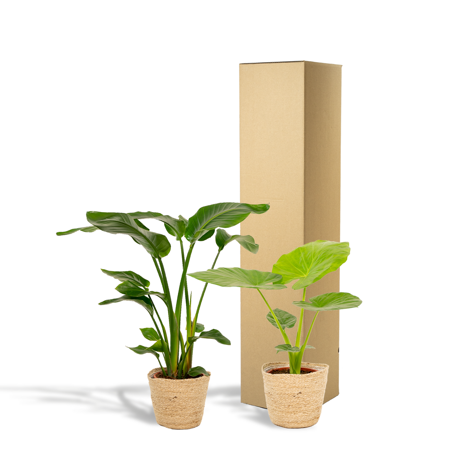 Strelitzia & Alocasia Set mit Korb – Pflanzfix24.de - Pflanzfix24.de