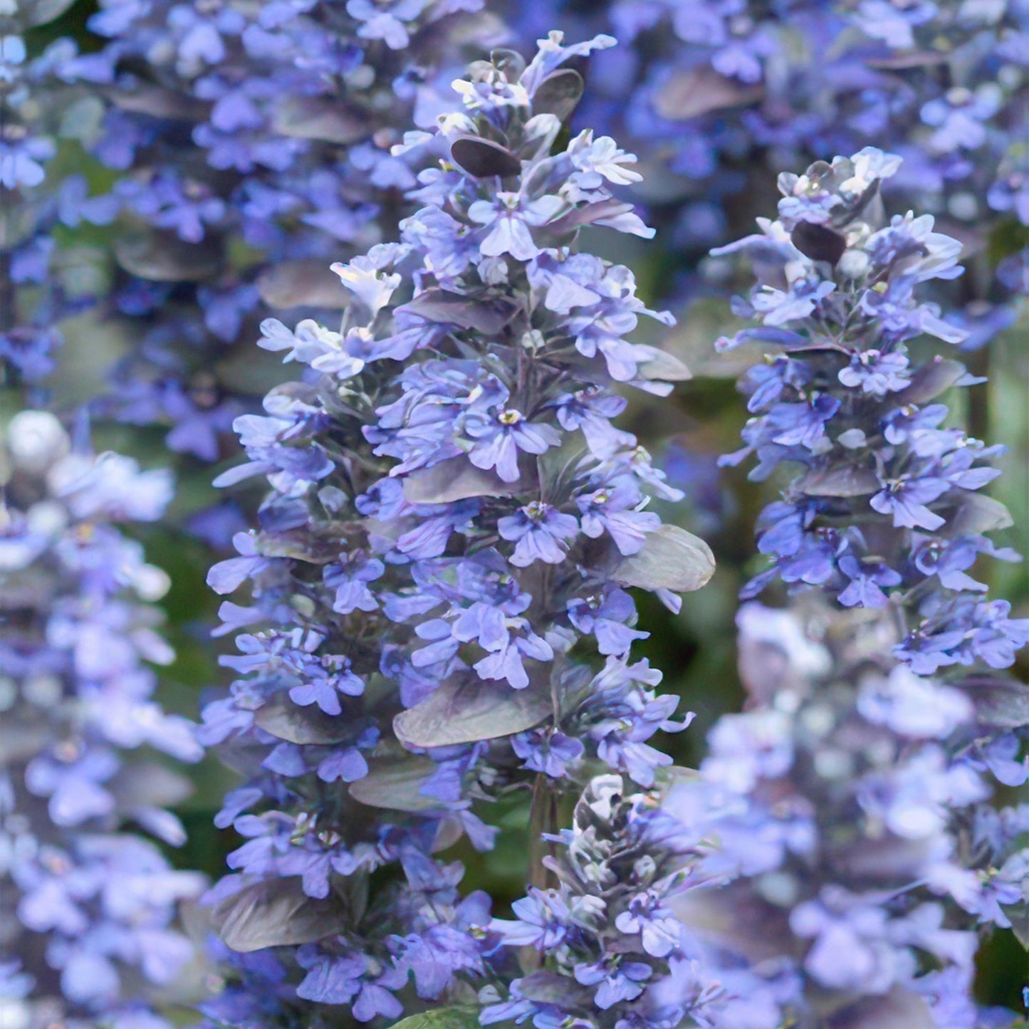 12x Ajuga reptans 'Burgundy Glow' - Pflanzfix24