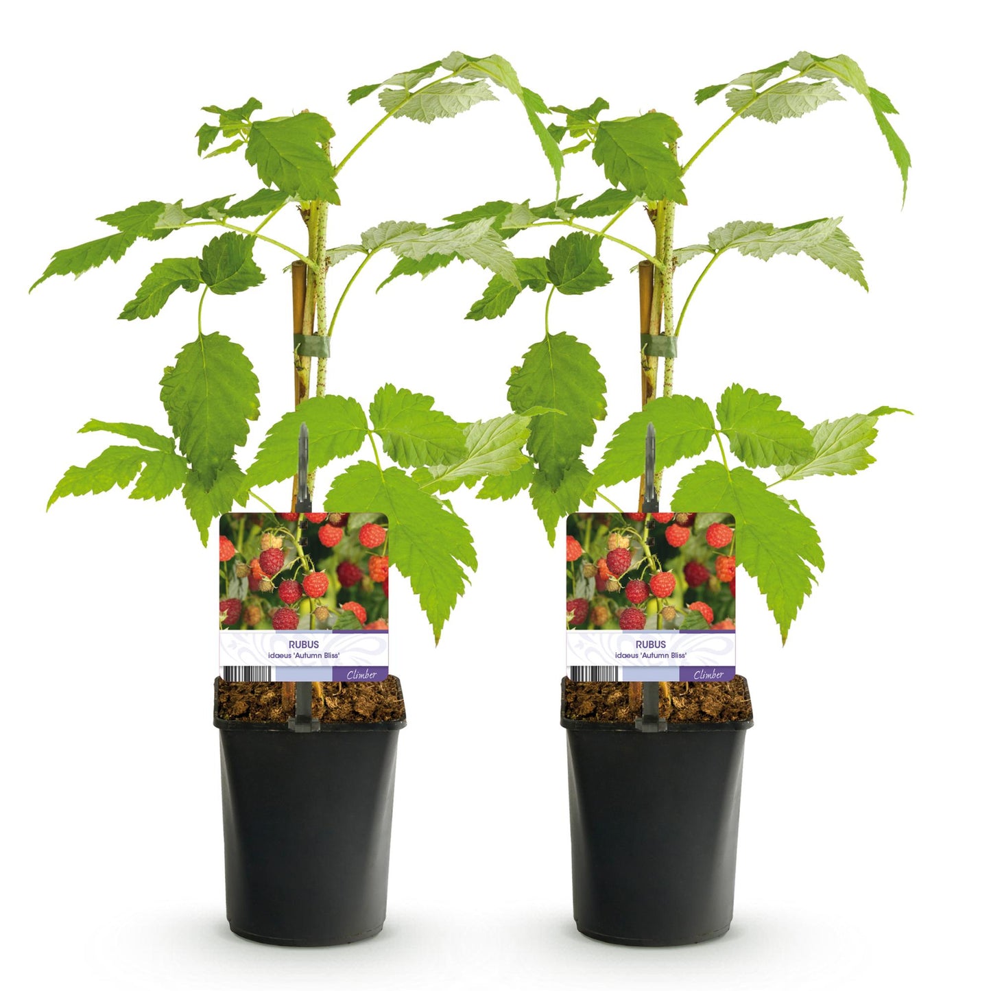 Pflanzfix24 - Himbeerpflanze - Rubus idaeus Autumn Bliss - Rote Himbeere - 2 Pflanzen - Topf 11cm Höhe 40cm