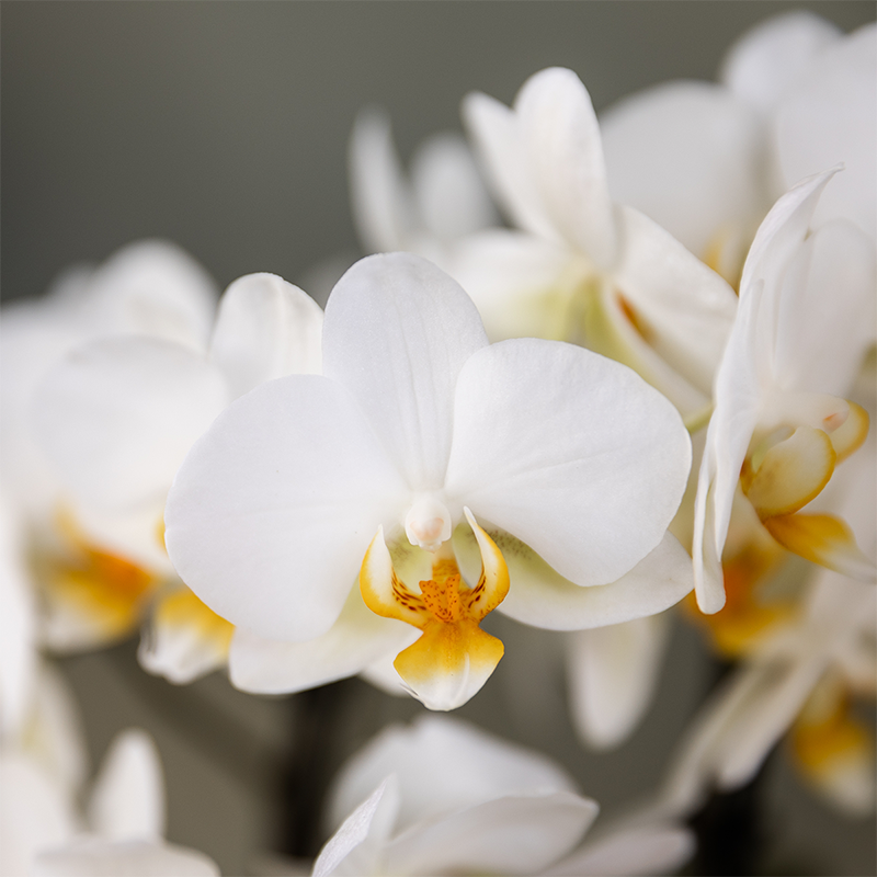 Kolibri Orchids - Überraschungsbox Einfarbig - Pflanzfix24