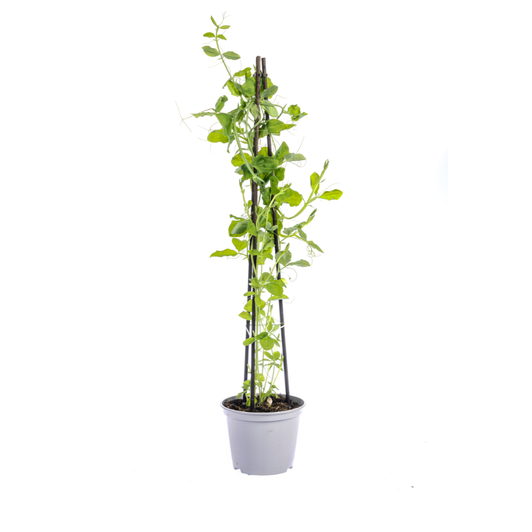 4er Mix Kletterpflanzen: Rhodochiton, Cobea, Lathyrus & Ipomoea - Pflanzfix24