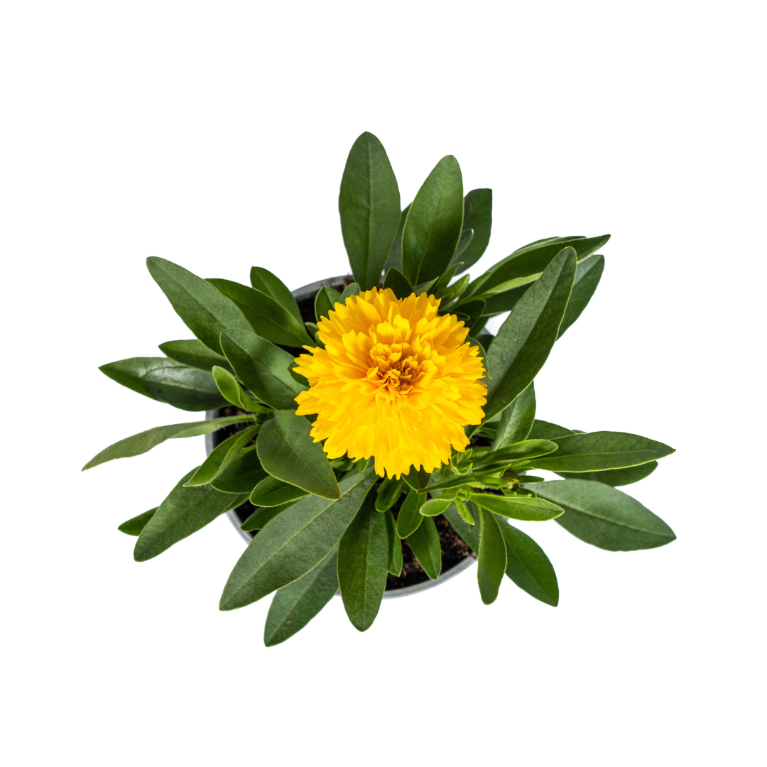 8x Coreopsis Grandiflora Ø13cm - ↕25 - 35cm - Pflanzfix24.de - Pflanzfix24.de