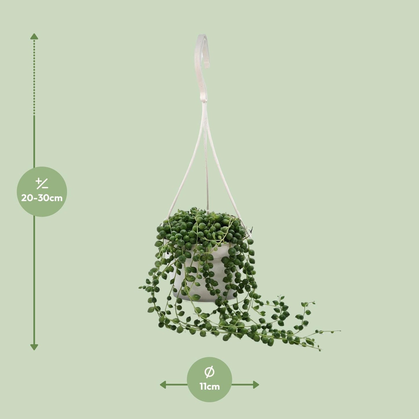 Senecio Rowleyanus - Ø11cm - ↕25cm - Pflanzfix24
