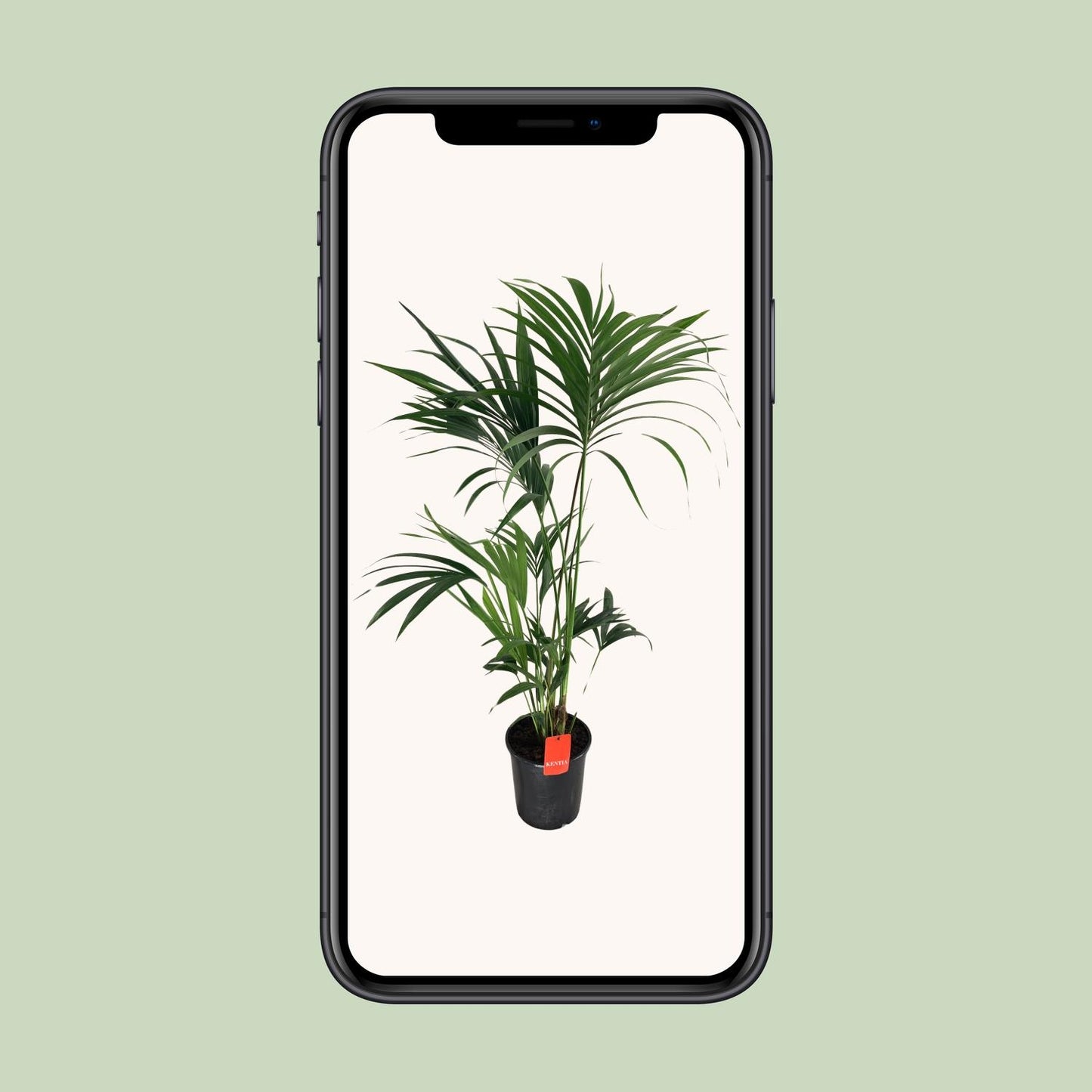 Kentia-Palme - Howea Forsteriana - Ø24cm - ↕130cm - Pflanzfix24