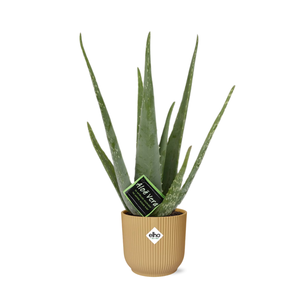 Aloe Vera 12cm in ELHO Vibes Fold 14cm geel - Pflanzfix24