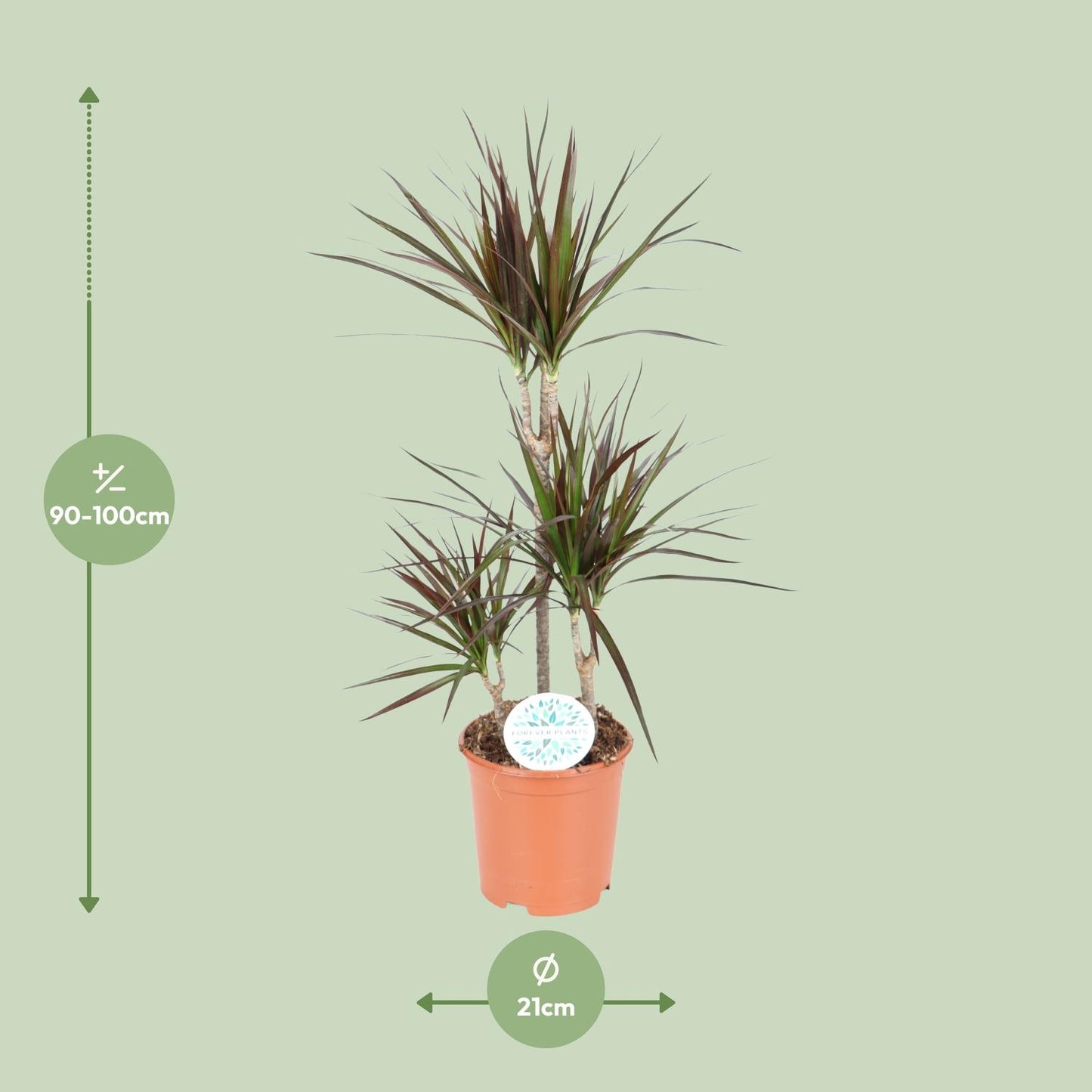 Dracaena Magenta - Ø21cm - ↕95cm - Pflanzfix24