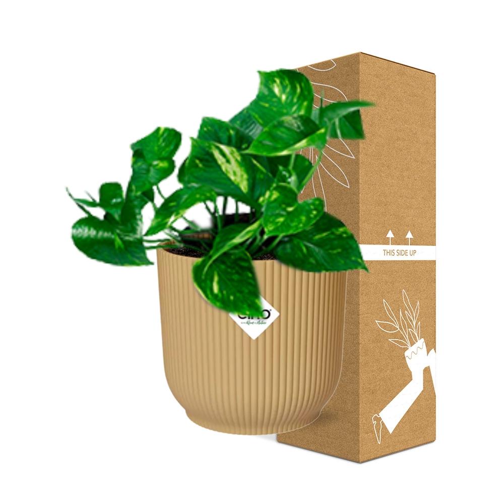 Epipremnum Pinnatum 'Aureum' in ELHO Vibes Fold 14cm gelb - pflanzfix24