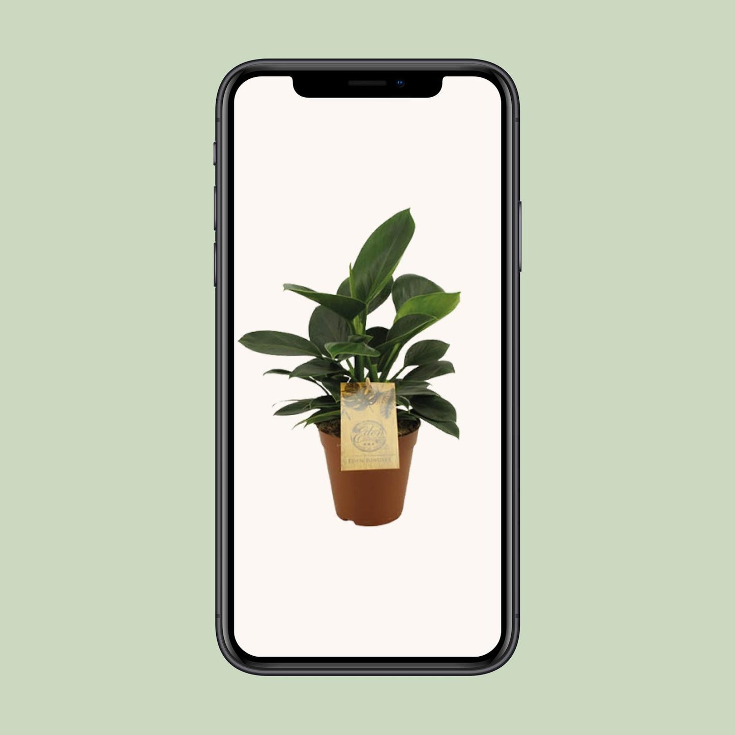 Philodendron Oxypure - Ø15cm - ↕60cm - Pflanzfix24