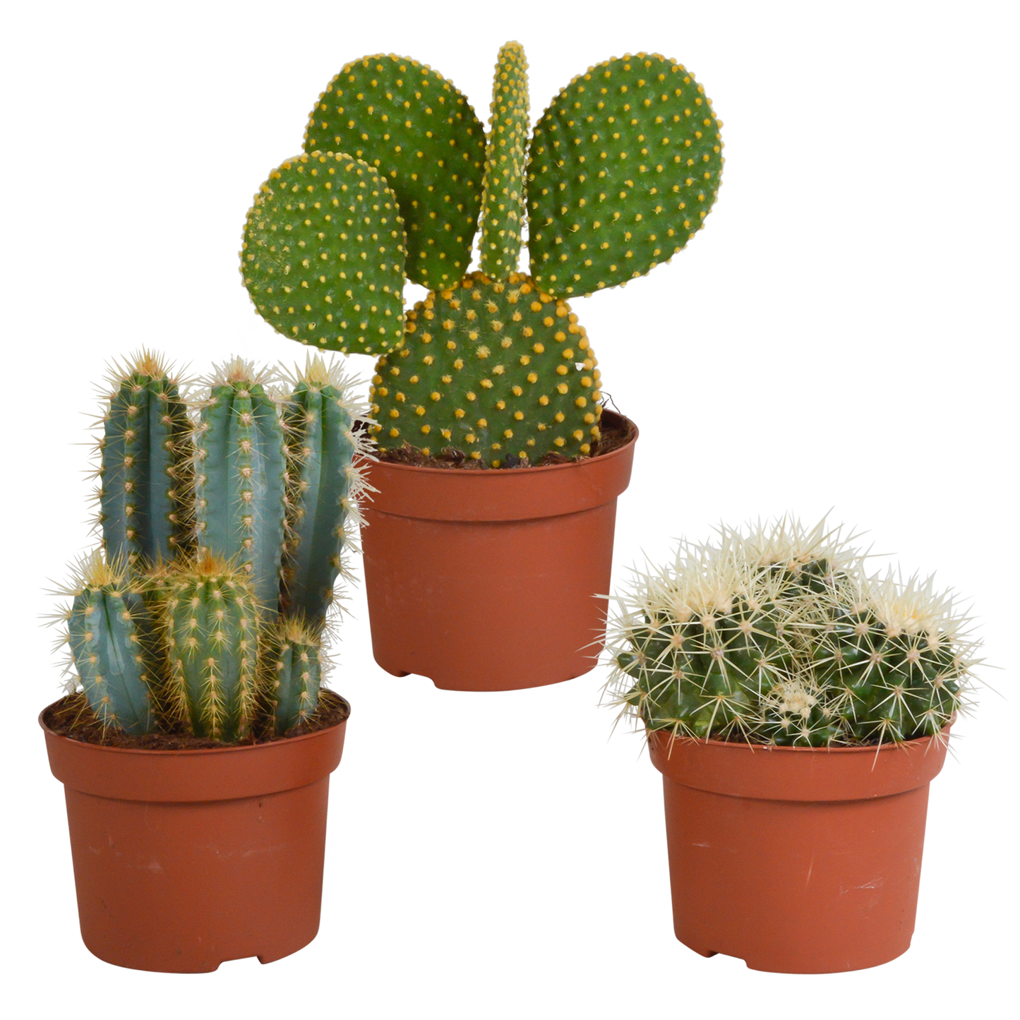 Kakteenmischung 10,5 cm - 3x - 12cm zonder pot - Pflanzfix24.de - Pflanzfix24.de