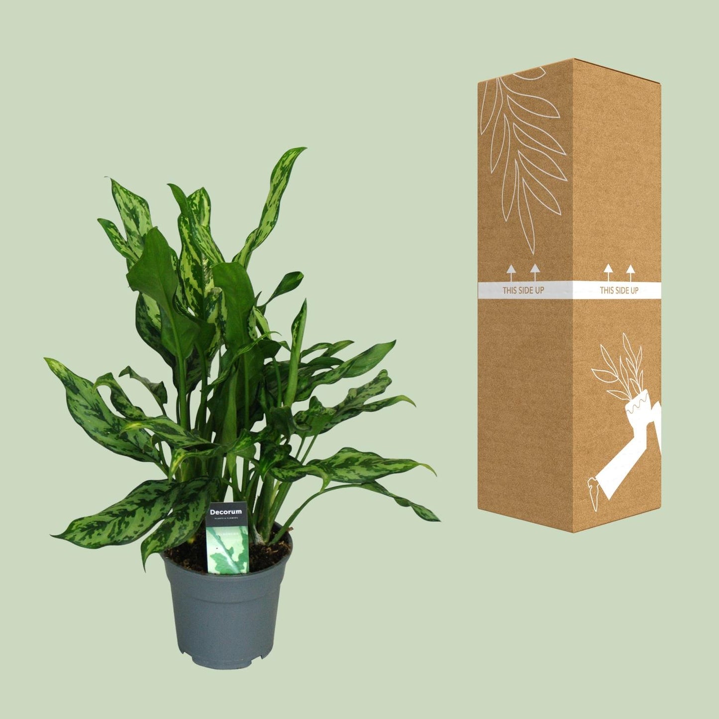 Aglaonema Maria - Ø17cm - ↕55cm - Pflanzfix24
