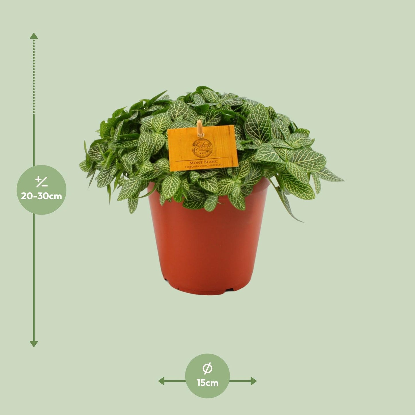 Fittonia Verschaffeltii - Ø15cm - ↕25cm bei Pflanzfix24