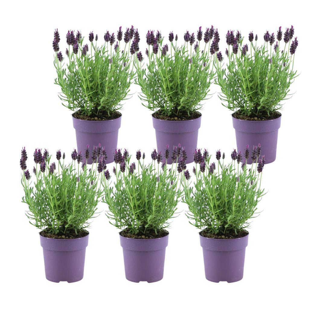 Lavandula stoechas Anouk® - Set van 6 kuiflavendel - Pflanzfix24.de - Pflanzfix24.de