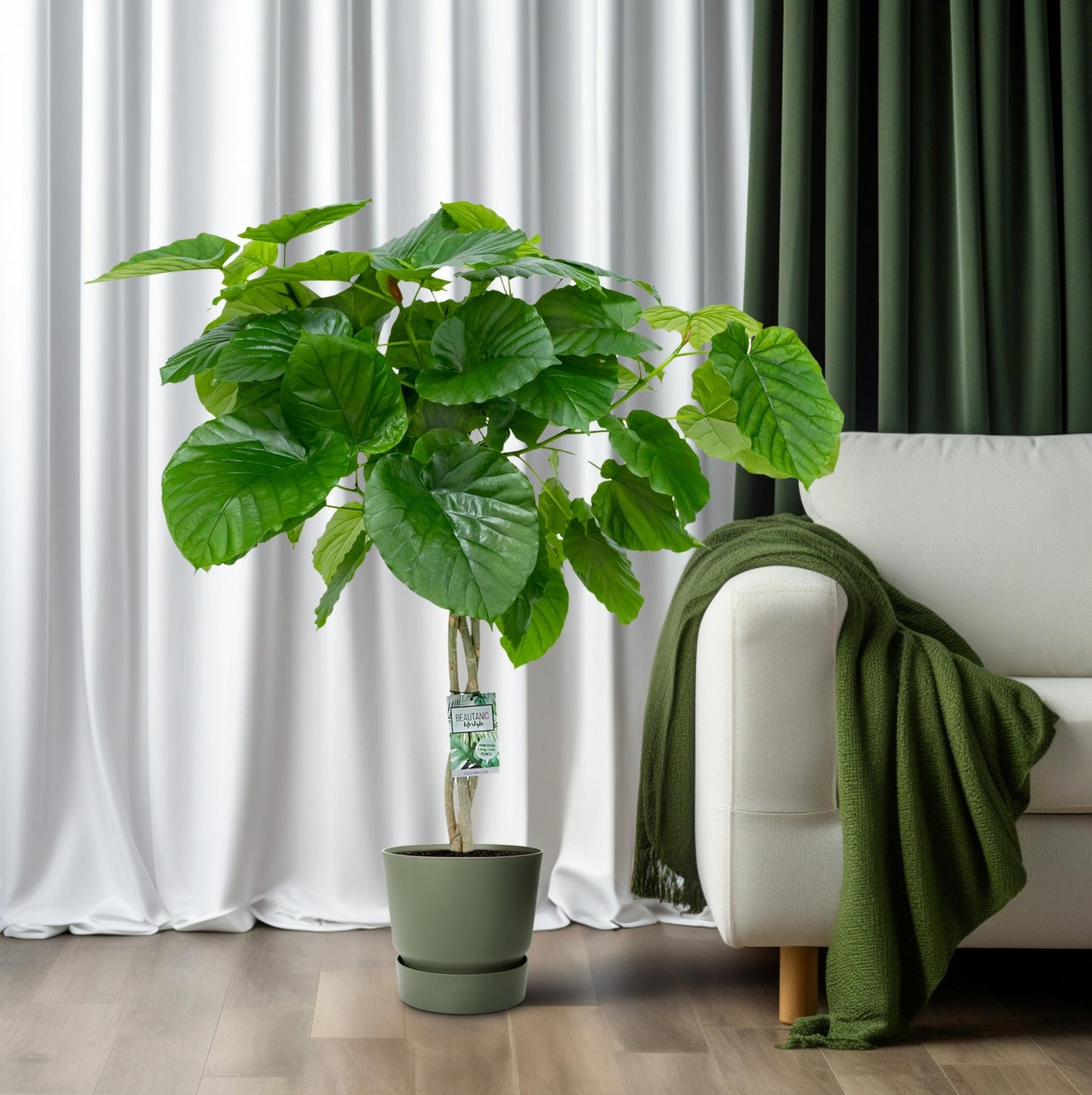 Ficus Umbellata (Gevlochten) - Ø27cm - ↕120cm - Pflanzfix24