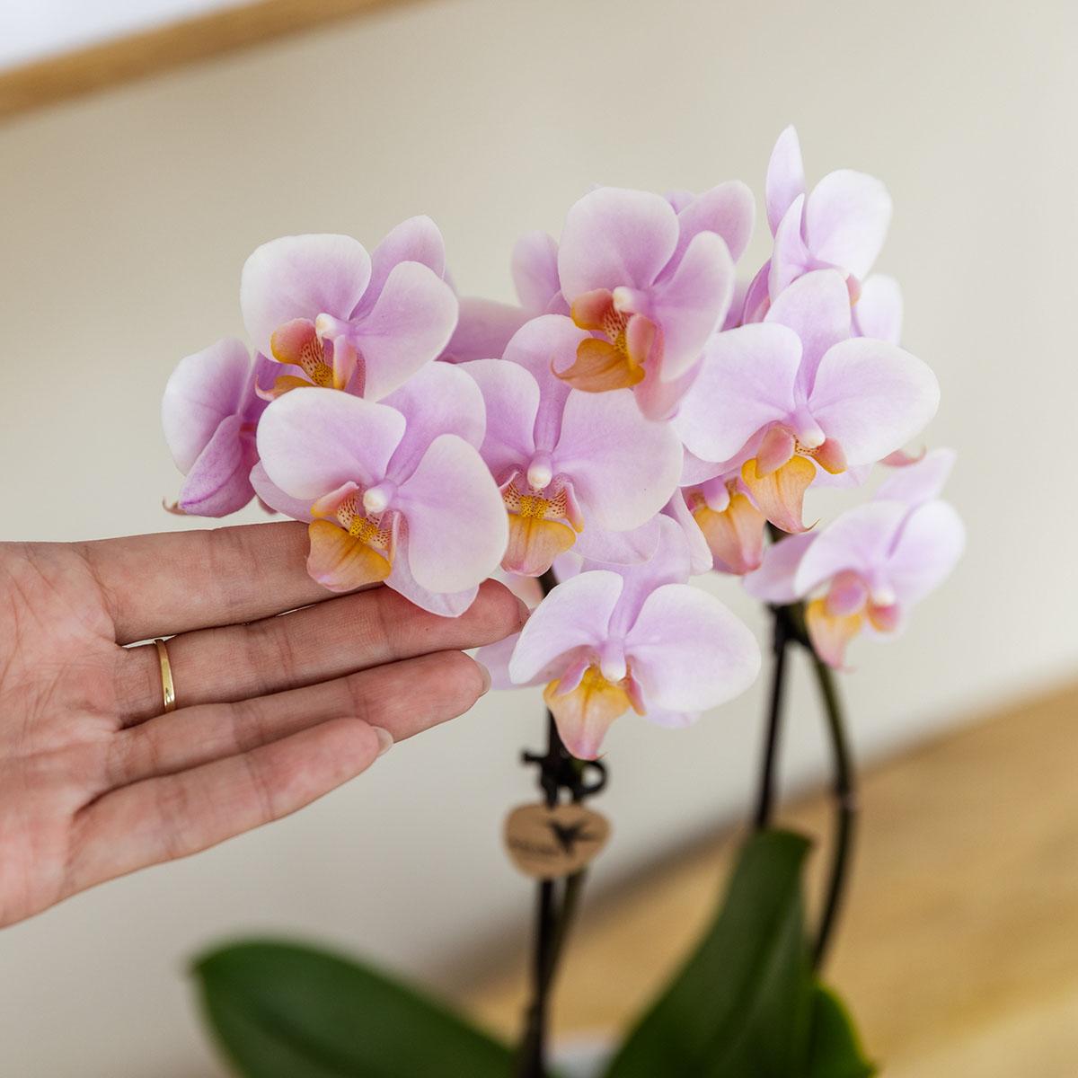 2er Set Phalaenopsis Andorra Rosa Ø9cm – Combi Deal | Pflanzfix24.de - Pflanzfix24.de
