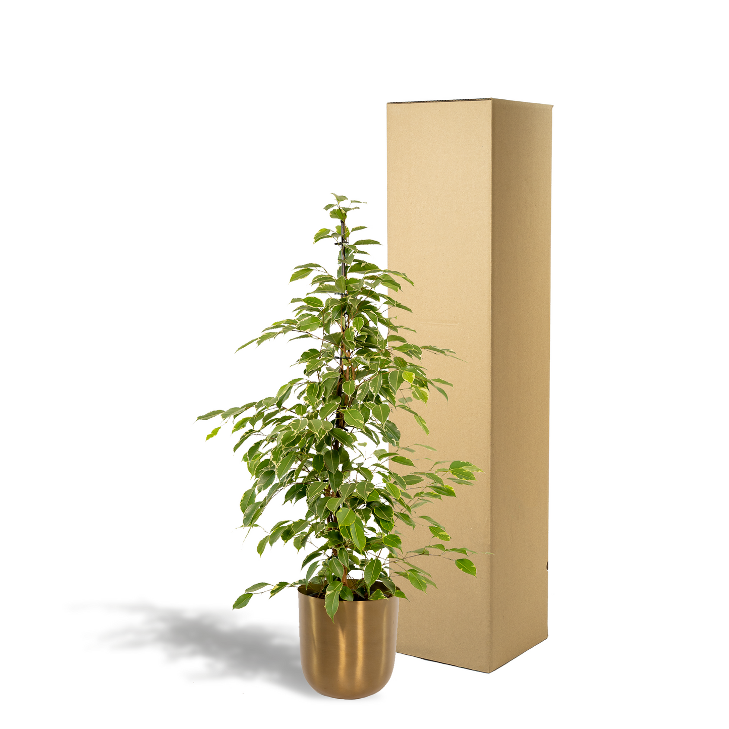 Ficus benjamina Goldenking - Ø21cm - ↕95cm + Topf Mayk Gold - Pflanzfix24
