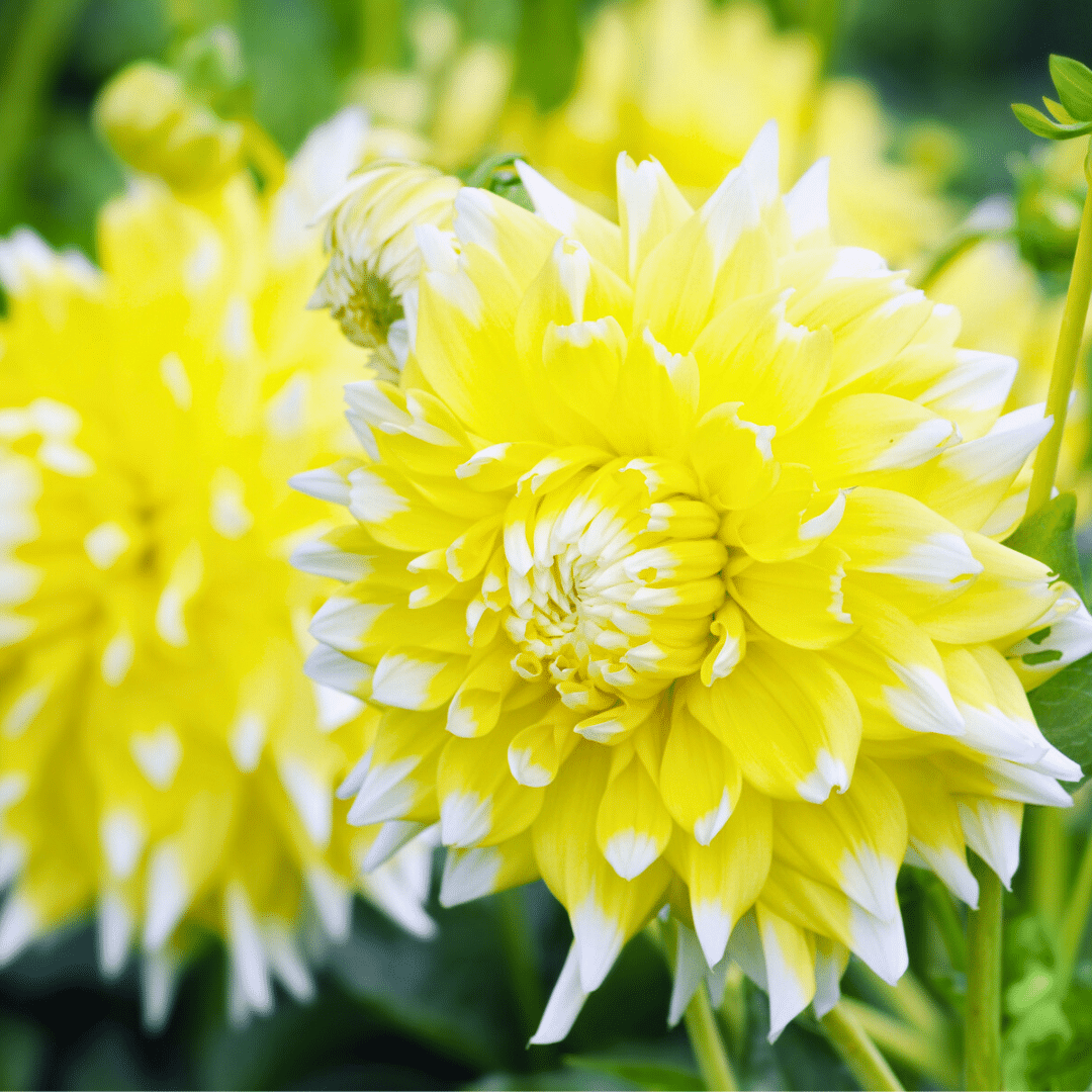 Dutch Dahlia Box - Set aus 6 niederländischen Dahlien - Pflanzfix24.de - Pflanzfix24.de