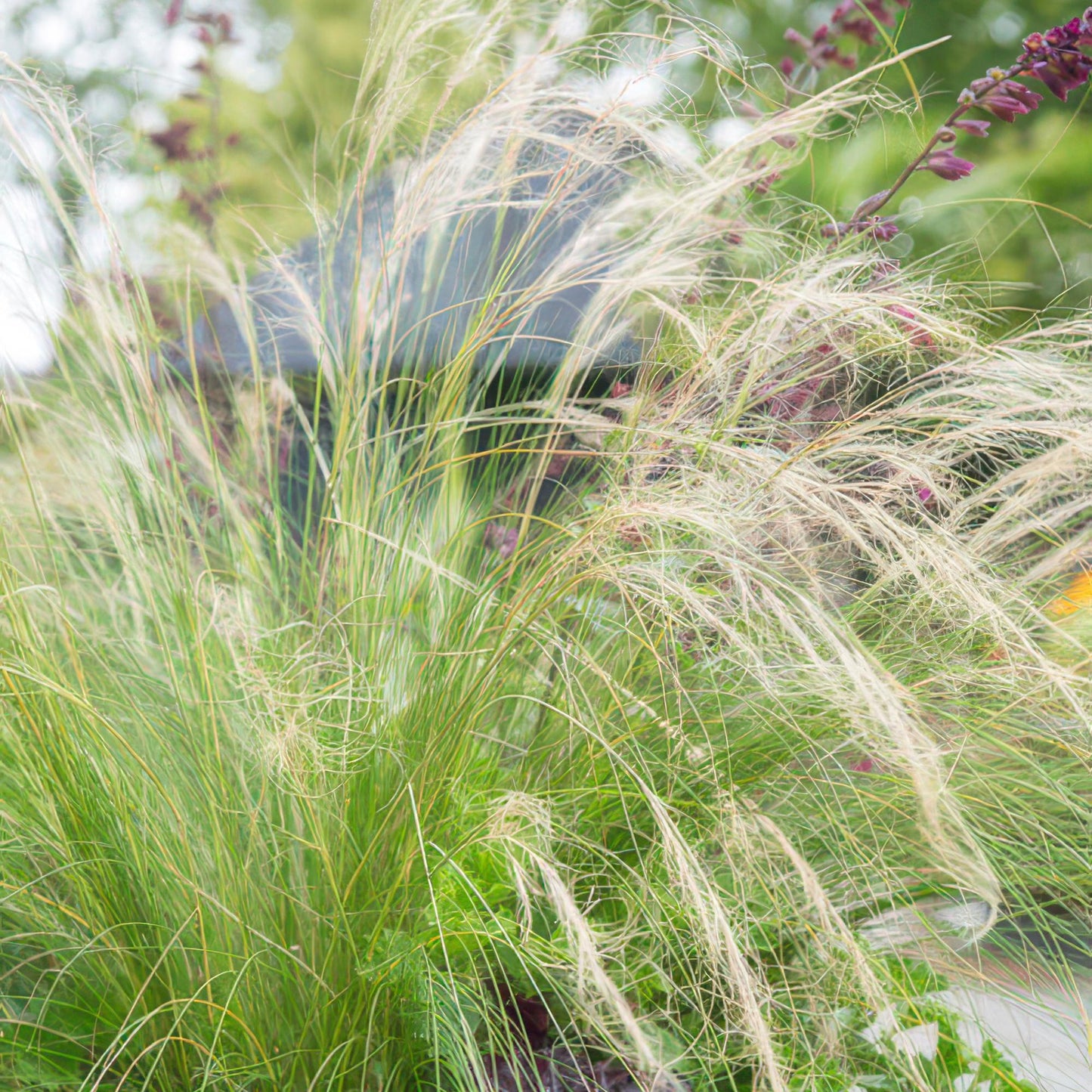 40x Stipa tenuissima 'Ponytails' - ↕10-25cm - Ø9cm - Pflanzfix24.de - Pflanzfix24.de