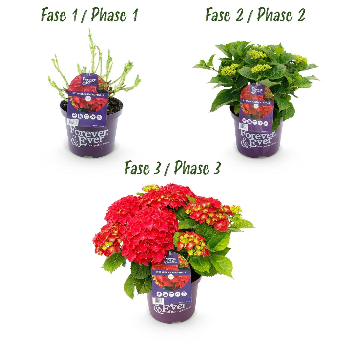 Hortensie Hydrangea Forever & Ever Rot - 7-12 Blumen - Topf 23cm Höhe 55cm - Pflanzfix24.de - Pflanzfix24.de