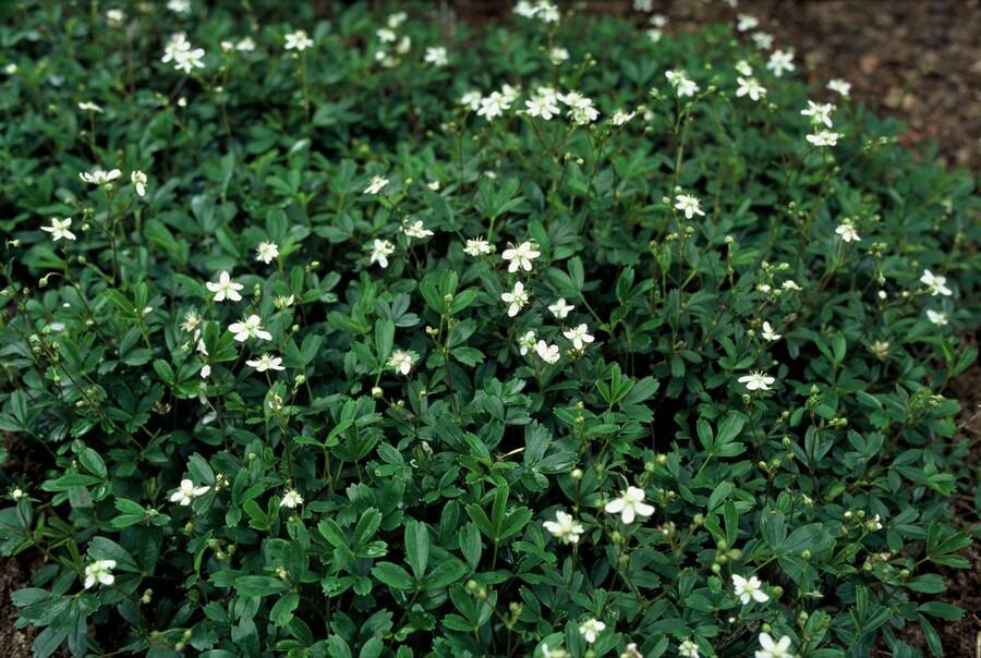 20x Potentilla tridentata 'Nuuk' – winterharter Bodendecker | Pflanzfix24
