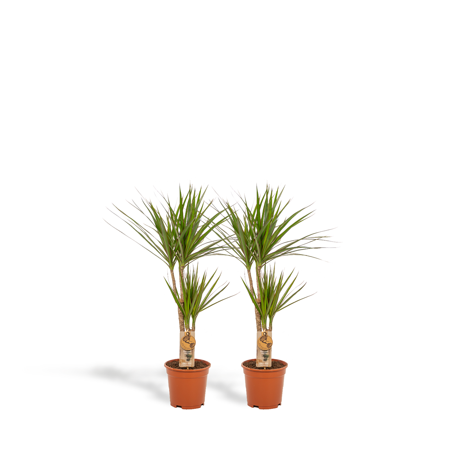 2x Dracaena - ↨90cm - Ø17cm - Pflanzfix24.de - Pflanzfix24.de