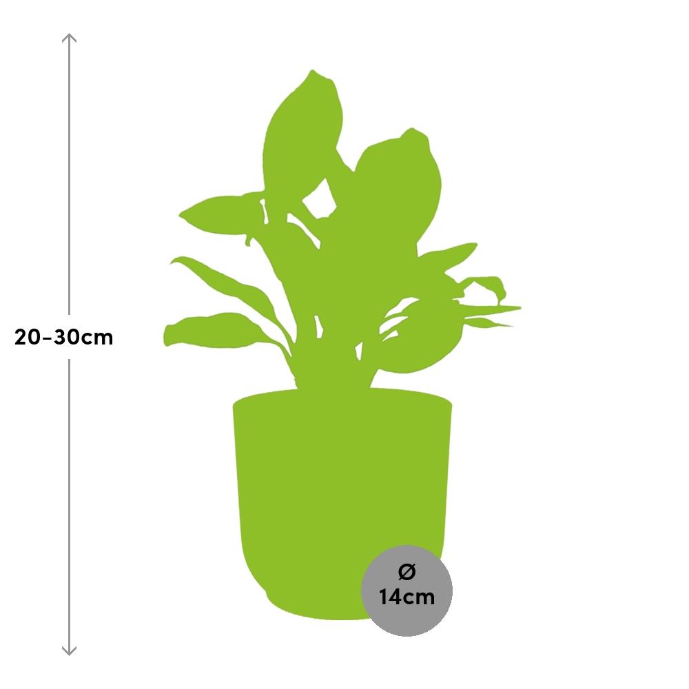 Aglaonema Christina in ELHO Vibes Fold 14cm roze - Pflanzfix24