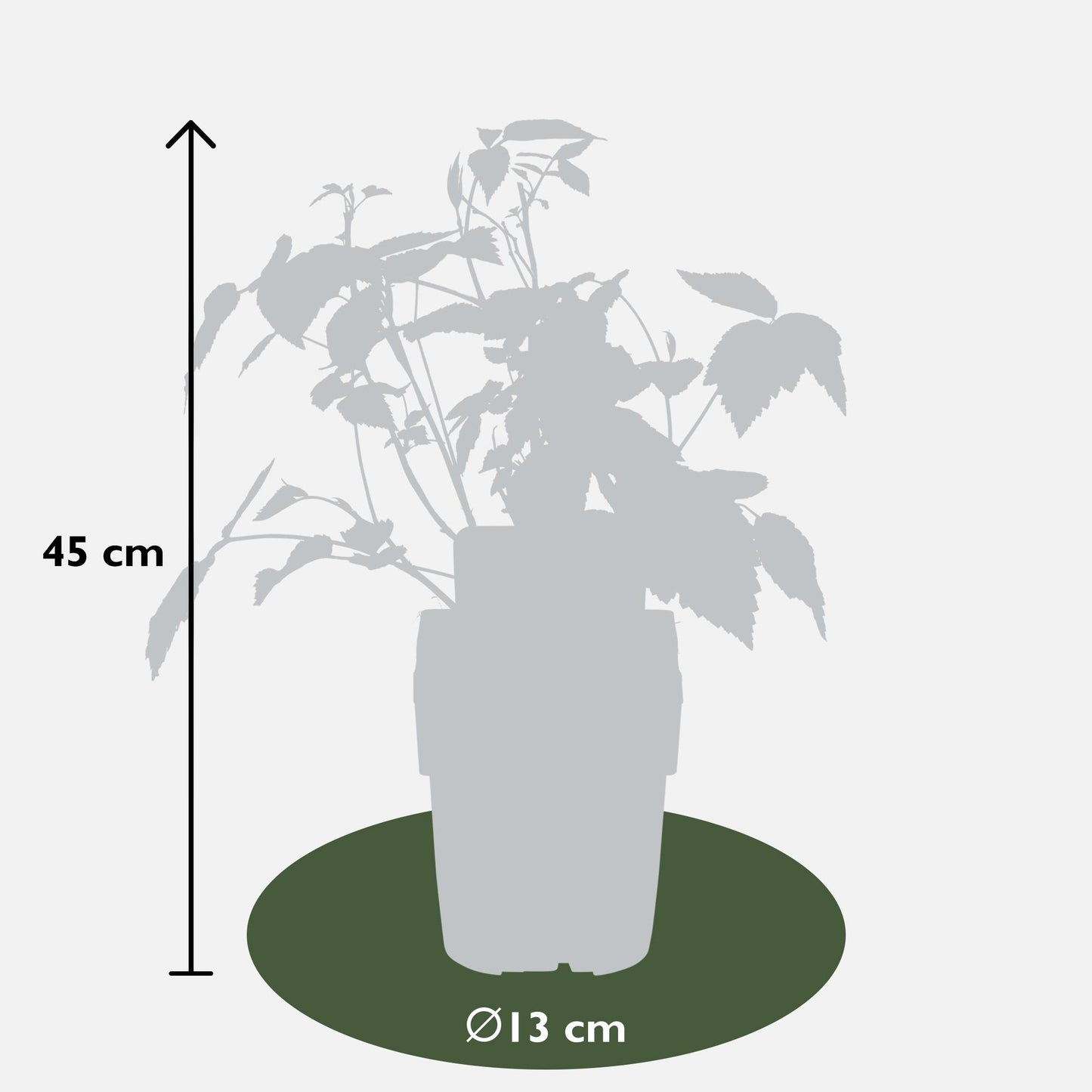 4x - Rubus 'Autumn' - ↨45cm - Ø13 - Pflanzfix24
