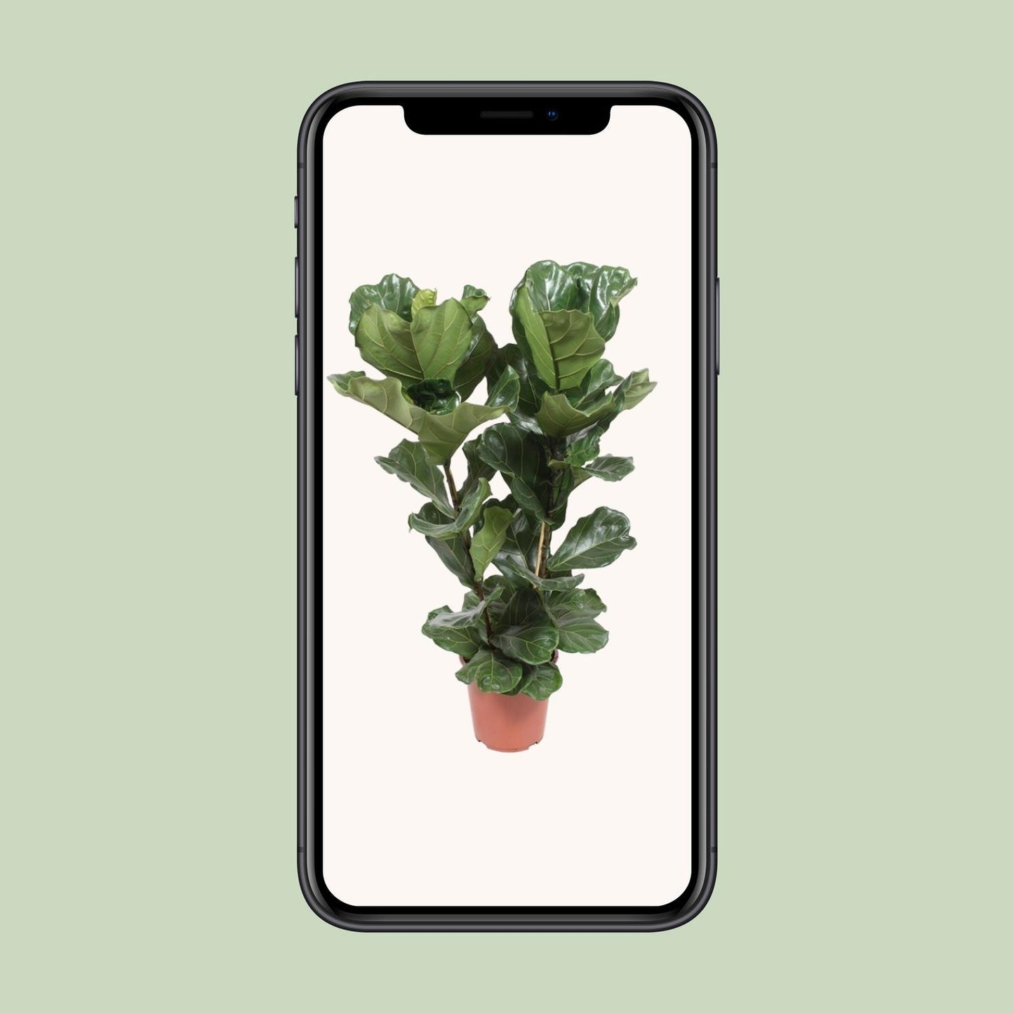 Ficus Lyrata - Ø27cm - ↕100cm bei Pflanzfix24