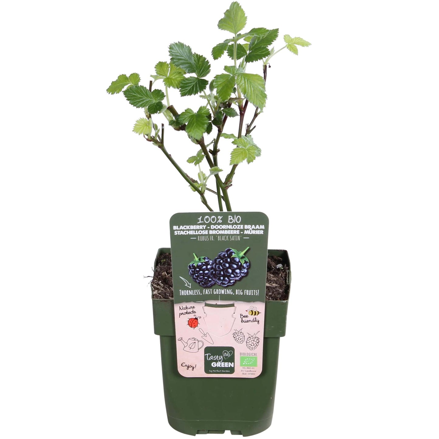 Rubus fruticosus Black Satin Ø13cm – dornenlose Brombeere | Pflanzfix24.de - Pflanzfix24.de