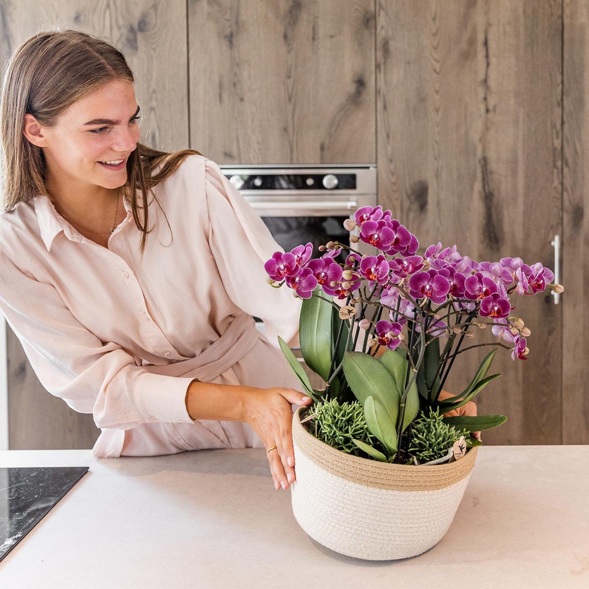 Pflanzenset Lila Orchideen & Rhipsalis im Baumwollkorb mit Wassertank | Pflanzfix24.de - Pflanzfix24.de