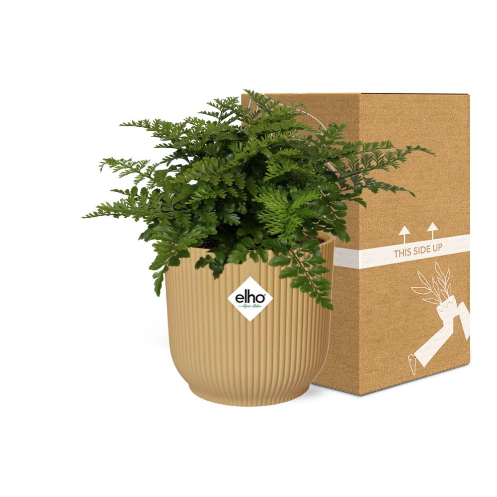 Asplenium Parvati ELHO Vibes Fold 14cm gelb – Luftreinigender Farn | Pflanzfix24