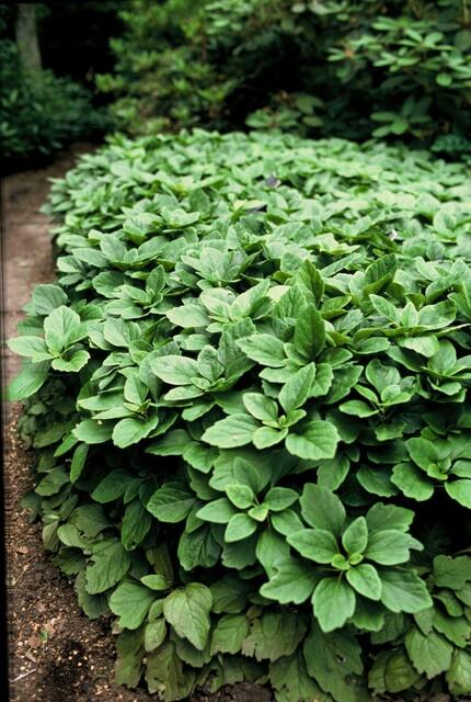 12x Pachysandra terminalis – immergrüner Bodendecker | Pflanzfix24.de - Pflanzfix24.de
