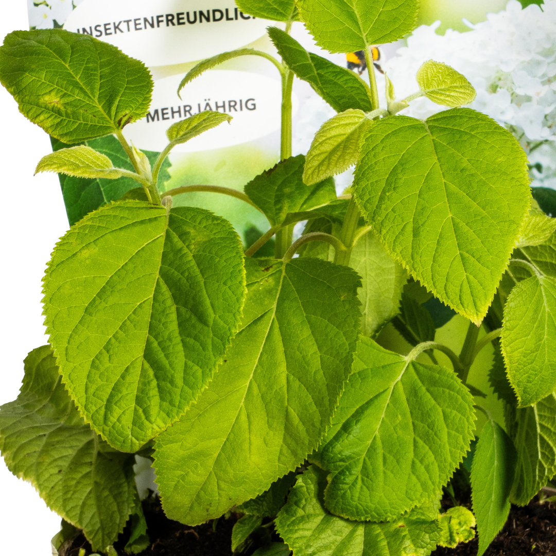 Hydrangea arborescens Annabelle Potcover Ø19cm ↕30 - 40cm - Pflanzfix24