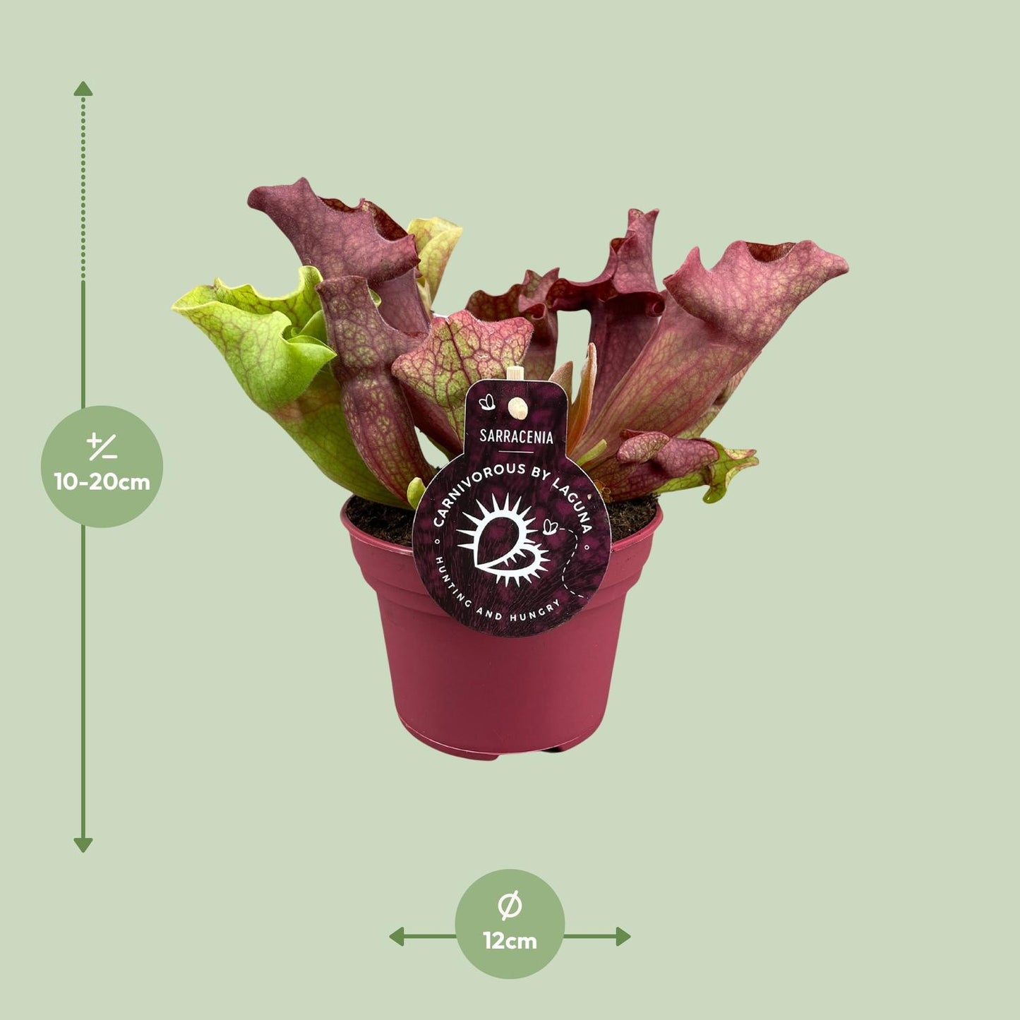 Sarracenia Kannenpflanze Ø12cm – Fleischfresser – Pflanzfix24.de - Pflanzfix24.de