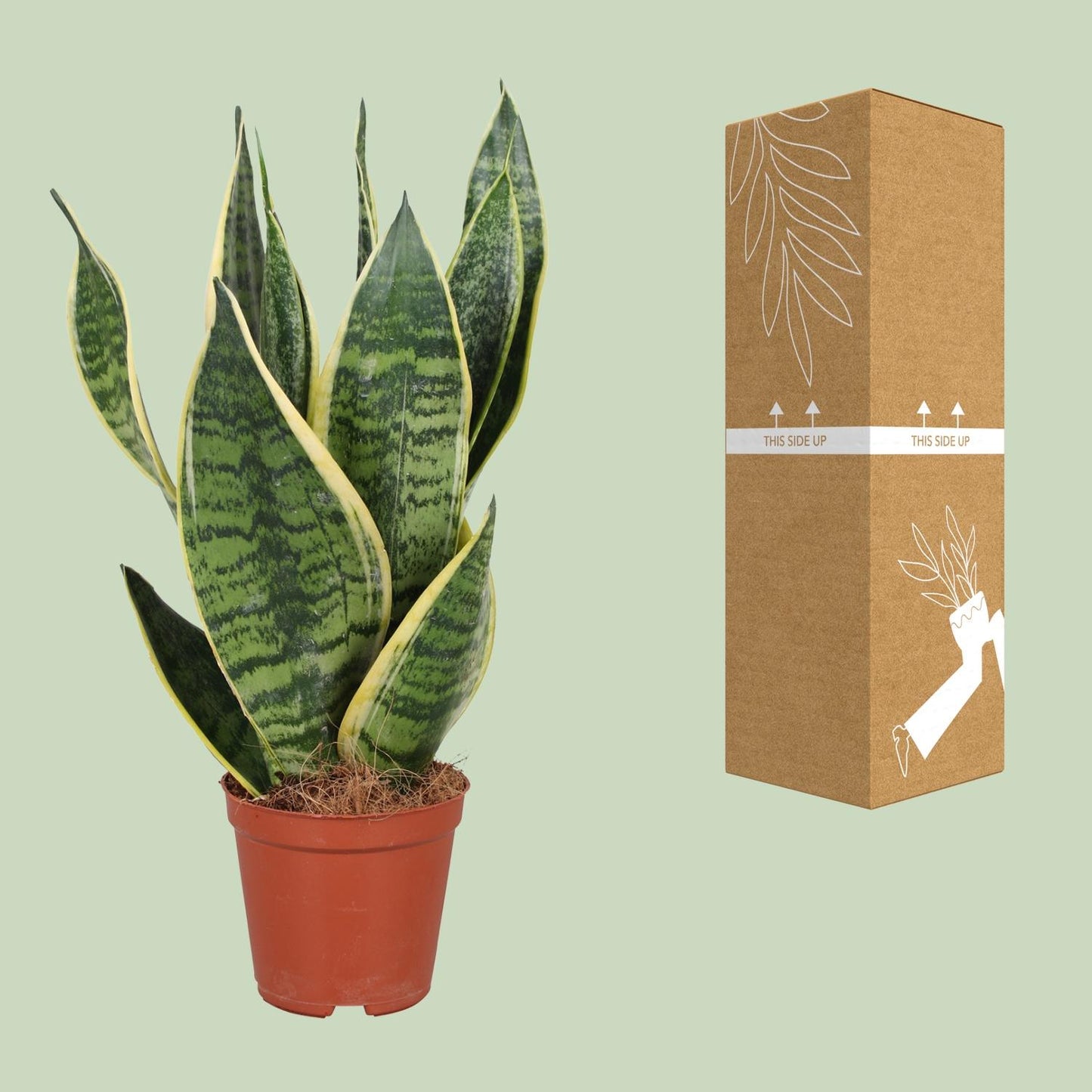 Sansevieria Trifasciata Futura Superba Ø12cm – pflegeleichte Schwiegermutterzunge | Pflanzfix24