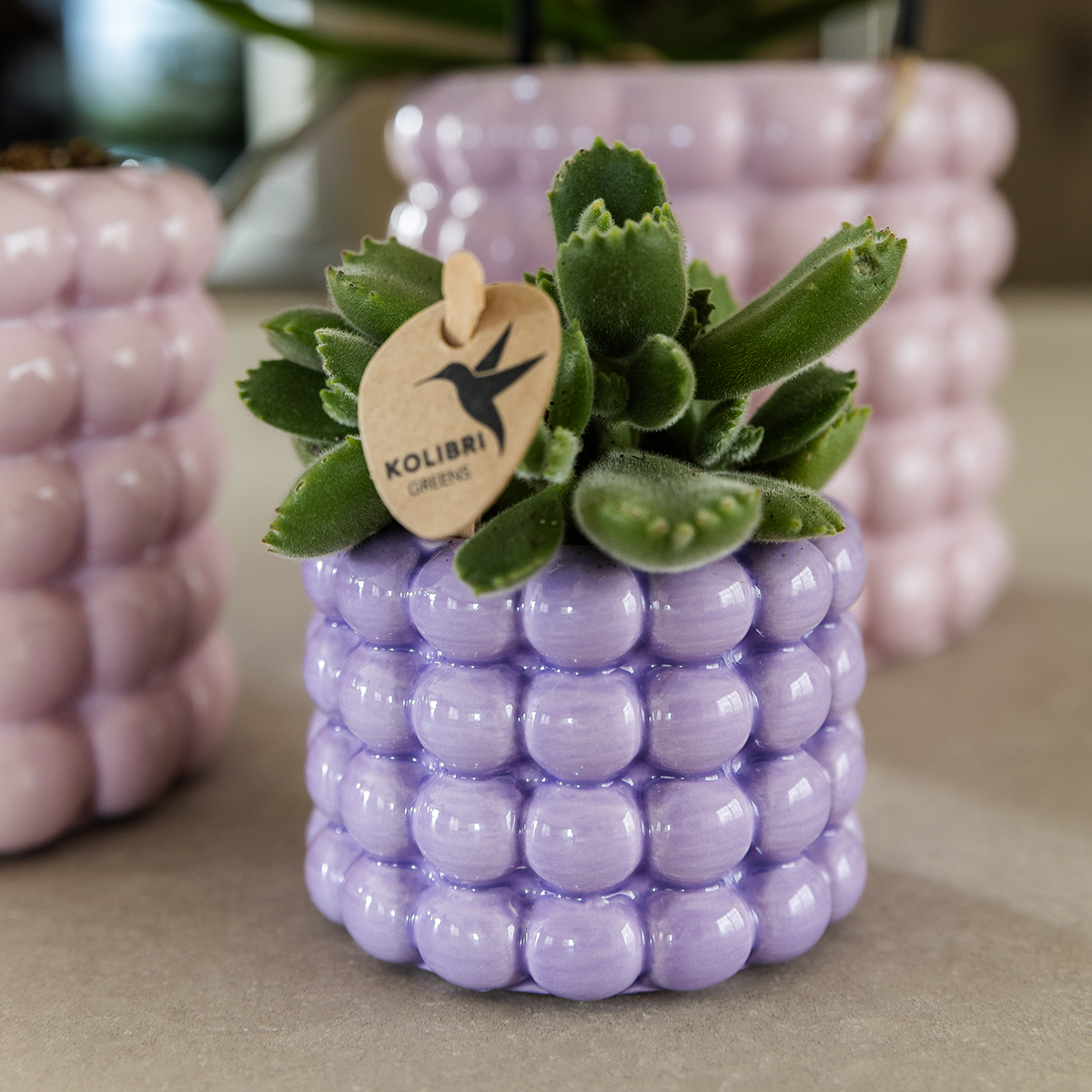 pflanzfix24 | Kolibri Home | Poppy Ziertopf - Purple - Ø6cm