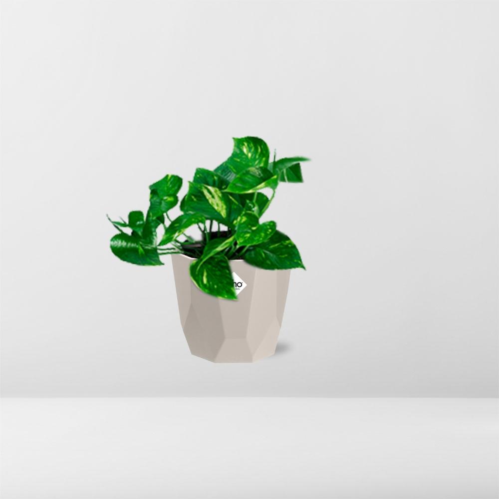 Epipremnum Pinnatum ‘Aureum’ in ELHO b.for rock 14 cm warm grey - Pflanzfix24