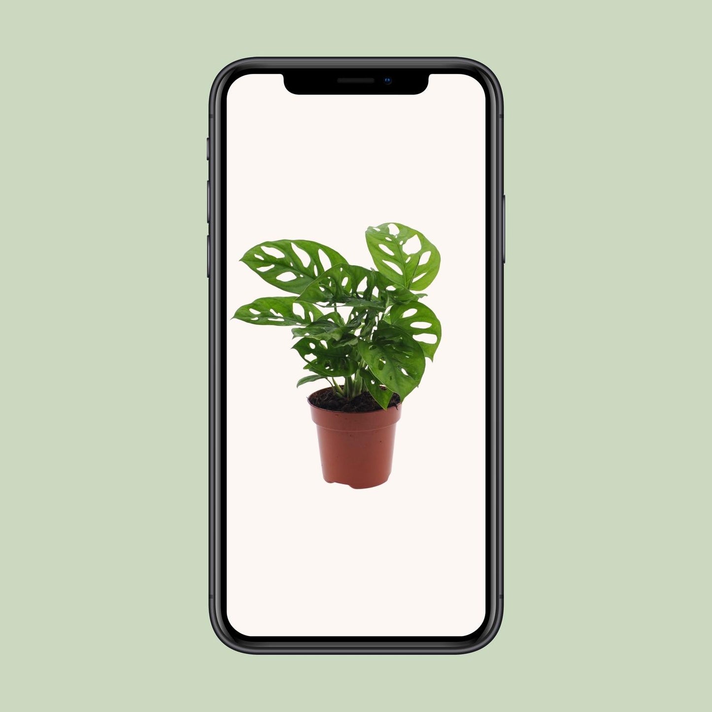 Monstera Monkey Leaf Lochpflanze Ø12 cm – 30 cm | Pflanzfix24.de - Pflanzfix24.de