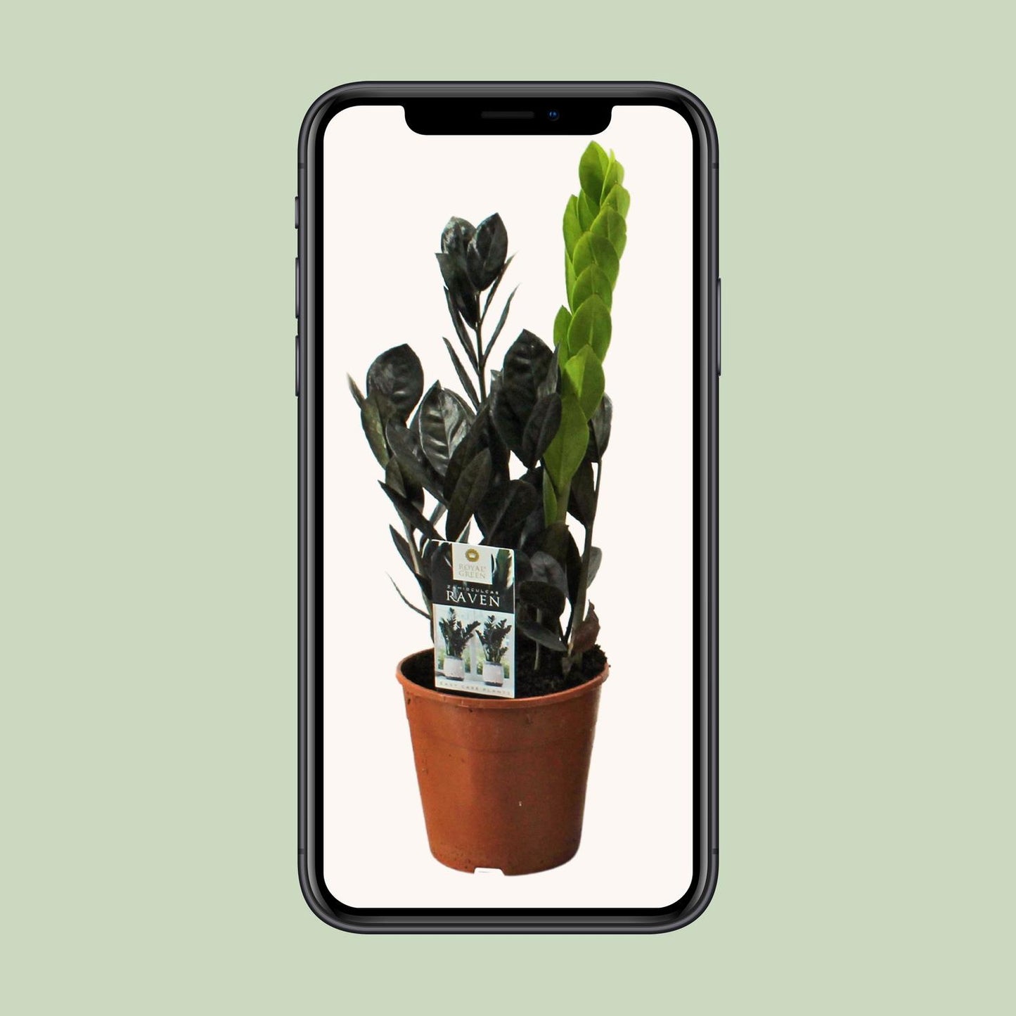Zamioculcas Raven - Ø14cm - ↕45cm bei Pflanzfix24