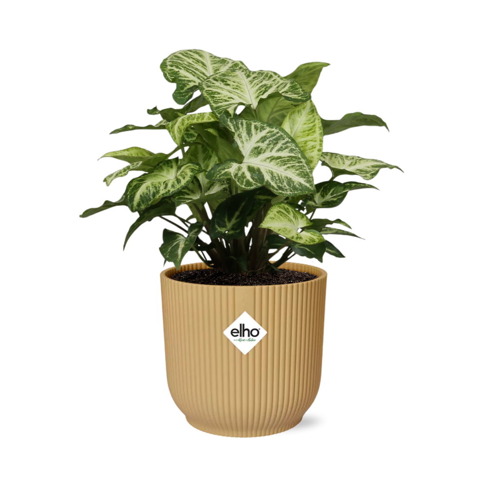 Syngonium Arrow in ELHO Vibes Fold 14cm geel - Pflanzfix24