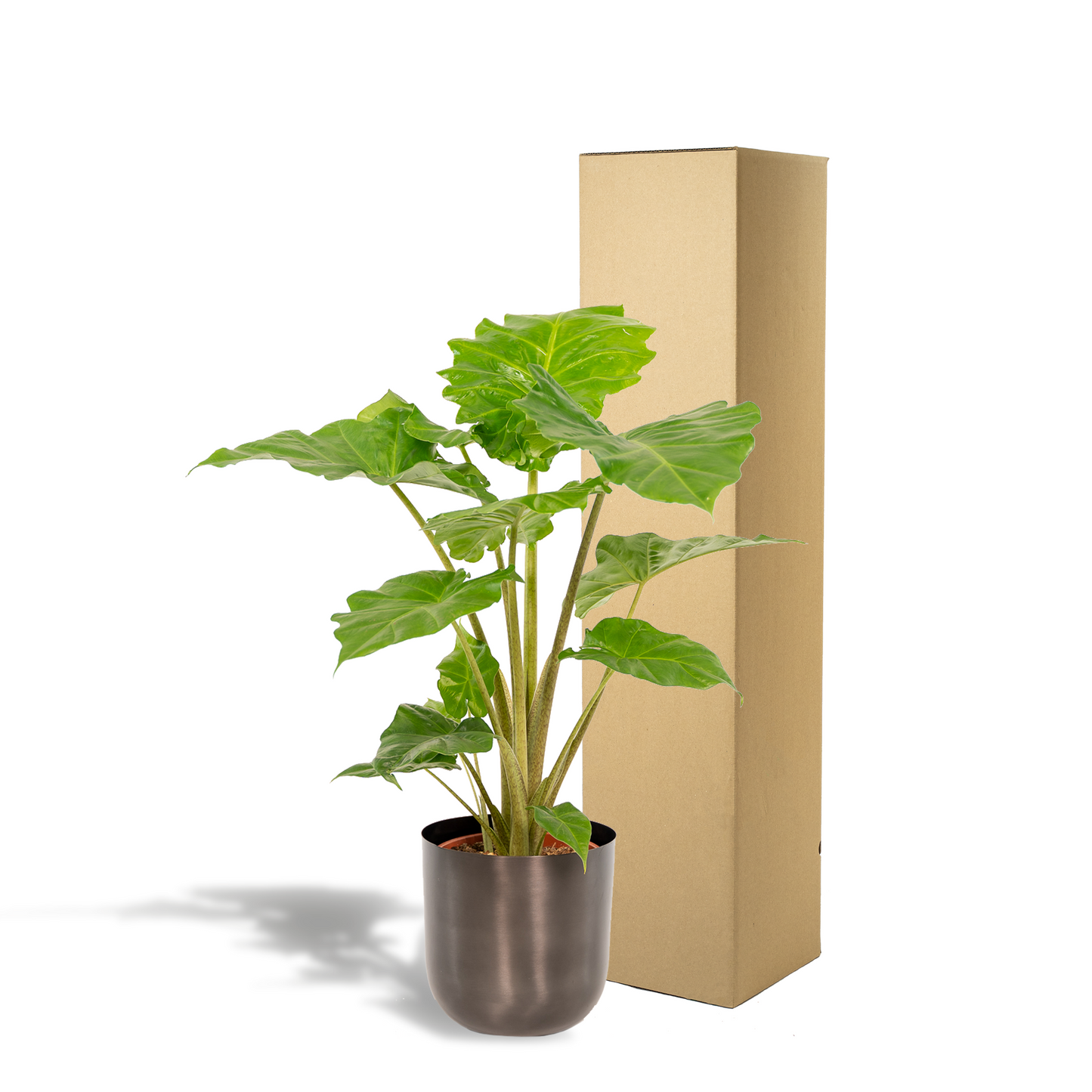 Alocasia Portodora - Zimmerpflanze - Ø21cm - Pflanzfix24