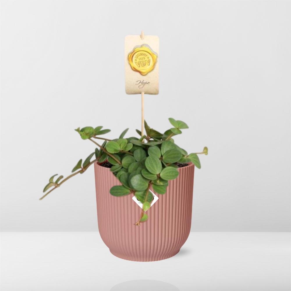 Peperomia ‘Hope’ in ELHO Vibes Fold 14cm - Rosé | Pflanzfix24