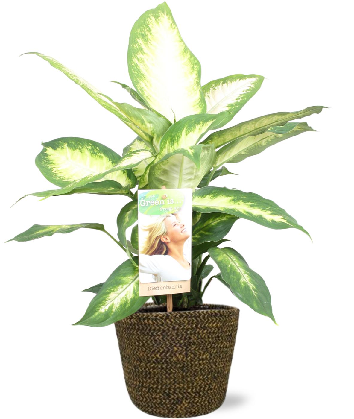Dieffenbachia Camilla + Selin Pot Schwarz - Pflanzfix24