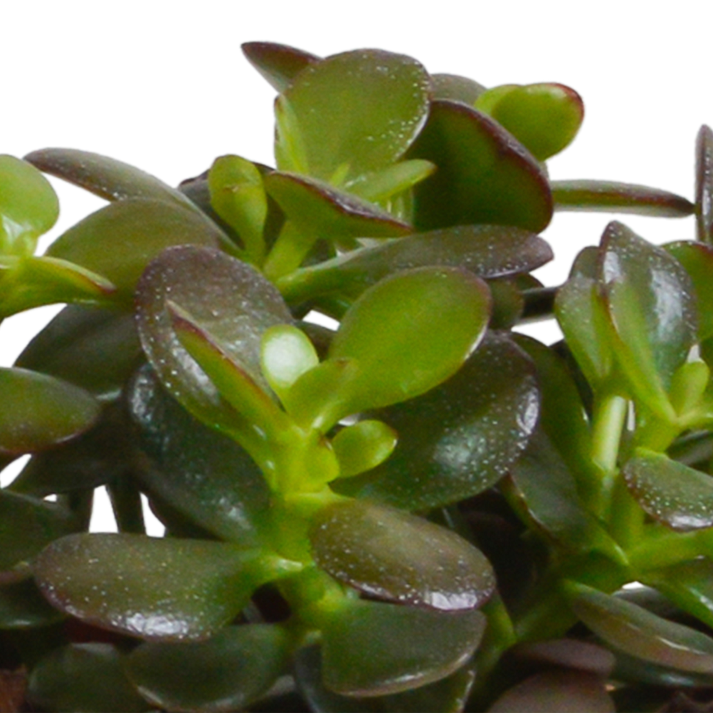 Crassula-Mischung 10,5 cm - 3x - zonder pot - Pflanzfix24.de - Pflanzfix24.de