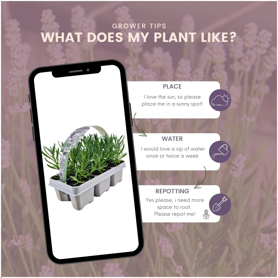 12er Set Lavendel Angustifolia Weiß - Ø7 cm - Pflanzfix24.de